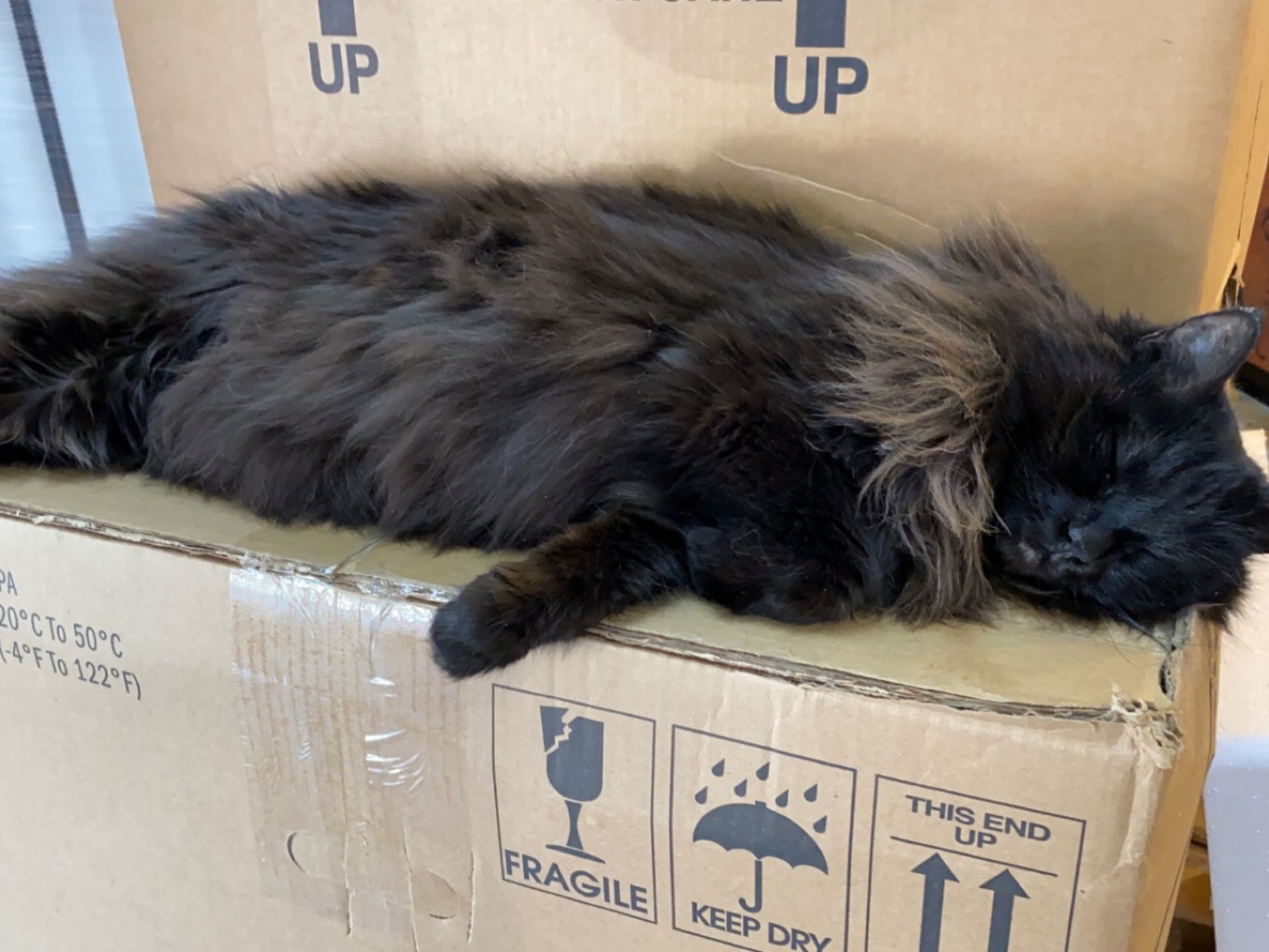 Jazzy the Hospital Cat at Shohola Vet
