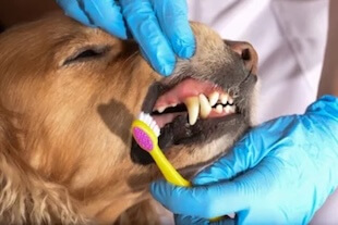 Pet Dental Care in Shohola