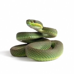 Exotic Pets in Shohola