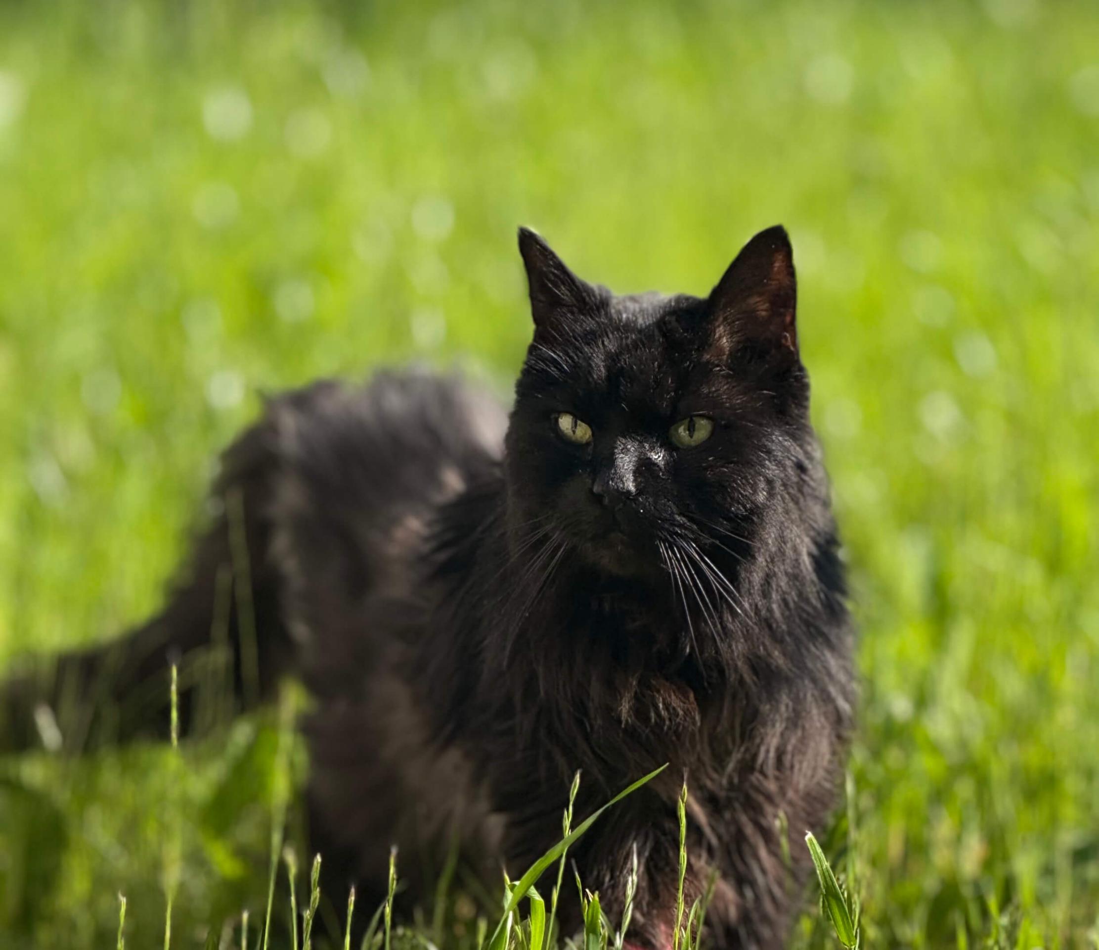 Jazzy at Shohola Vet Sunbathing